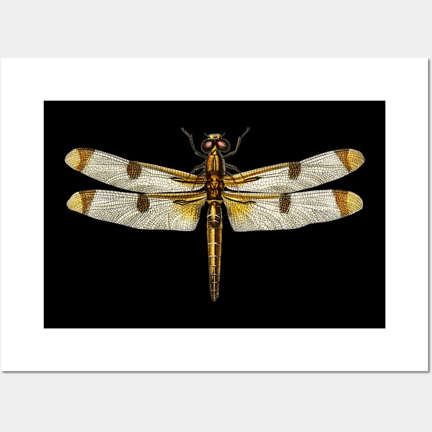 Libellula Hersilia, Painted skimmer Dragonfly Wall Art by gdimido